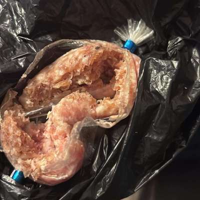 Giftköder-Giftköder.? Mett-Bild
