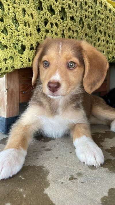 Auslandstierschutz-Beitrag-Bild