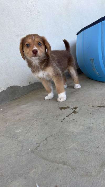 Auslandstierschutz-Beitrag-Bild