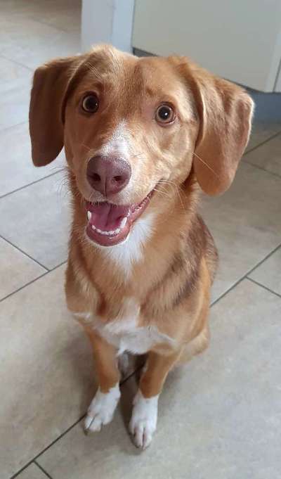 Auslandstierschutz-Beitrag-Bild