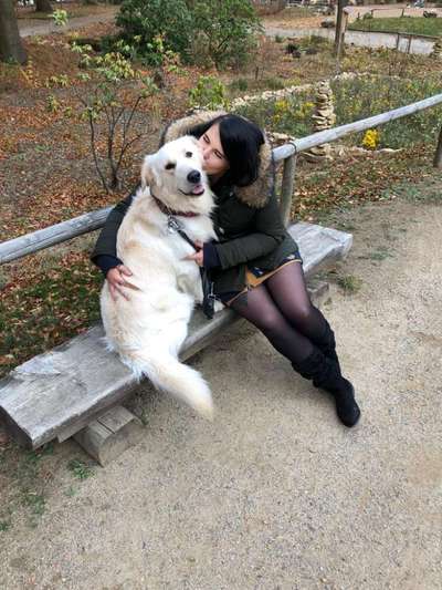 Golden Retriever-Beitrag-Bild