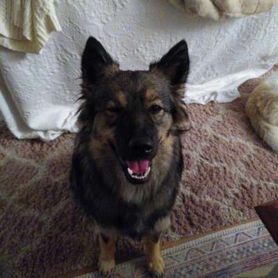 Hundetreffen-Trainieren und Rennen für reaktive / Hütehunde und andere....-Bild