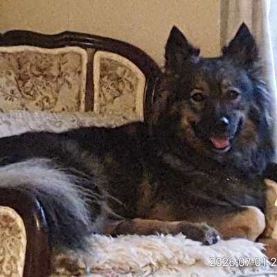 Hundetreffen-Eingezäuntes Gelände mit Spielkumpel-Bild