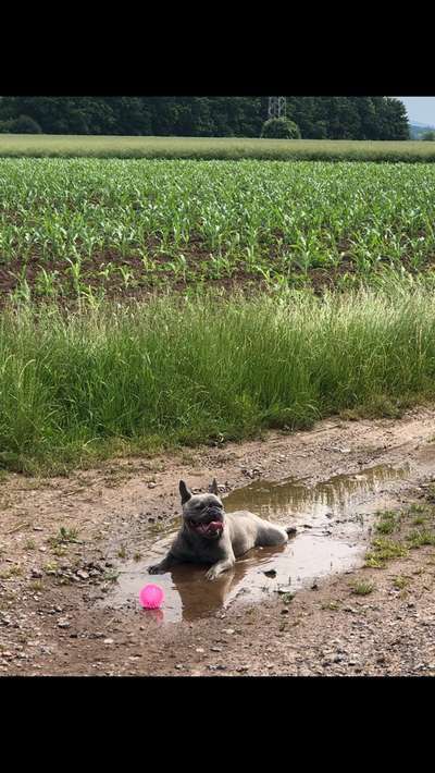 Die Dogorama Kalender Challenge Titelbild-Beitrag-Bild