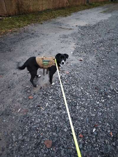 Hundetreffen-Gassirunde Altenkirchen-Bild