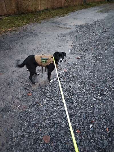 Hundetreffen-Gassirunde Altenkirchen-Bild