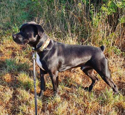 Mischlinge raten - Rätselspaß-Beitrag-Bild