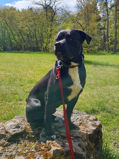 Die Dogorama Monats Challenge "Es grünt und blüht"-Beitrag-Bild