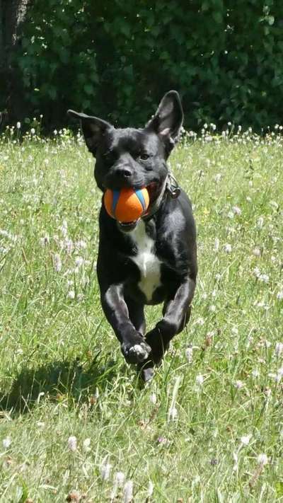 Foto Challenge Nr. 137 - Lass die Ohren fliegen-Beitrag-Bild