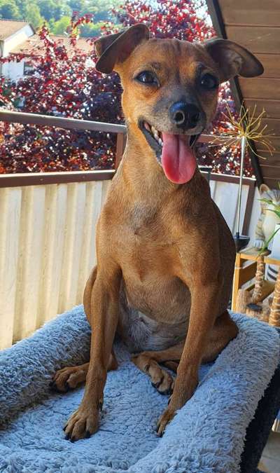 Dogorama Foto Challenge - Bestes gestelltes Bild-Beitrag-Bild