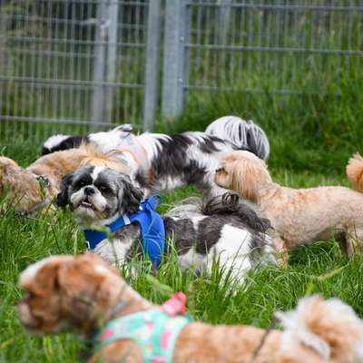 Hundetreffen-Shih Tzu Treffen NRW-Bild