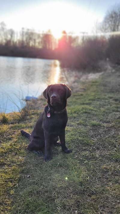 Hundetreffen-Gemeinsame Gassi-Runde-Bild