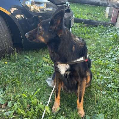 Hundetreffen-Spielerunde oder Spaziergang