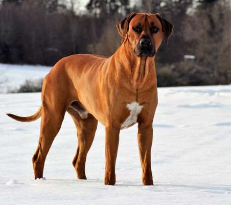 Unsere Fellnasen im Regenbogenland-Beitrag-Bild