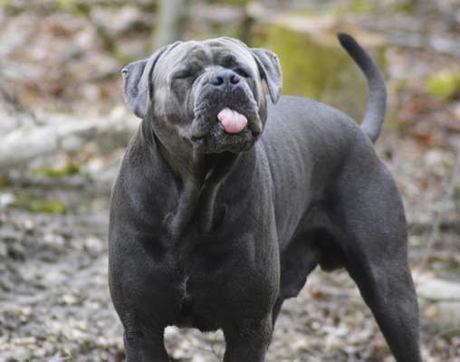 Lustigsten Grimassen von euren Hunden-Beitrag-Bild