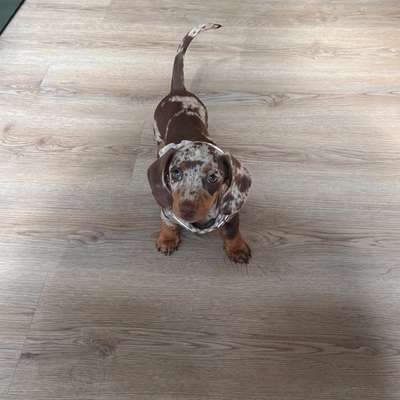 Hundetreffen-Welpentreffen im P-Berg-Bild