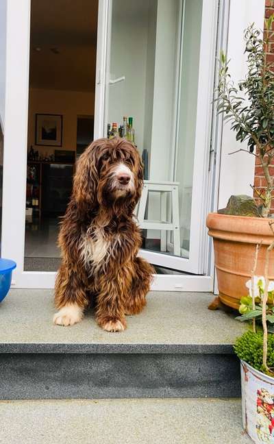 Hund aus dem Spanischen Tierschutz-Beitrag-Bild