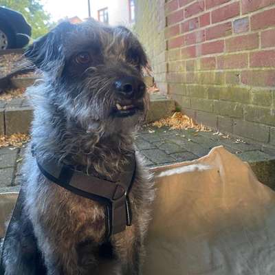 Hundetreffen-Dino sucht Spiel und Trainings Partner-Bild