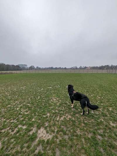 Hundeauslaufgebiet-Hundewiese Wadersloh-Bild