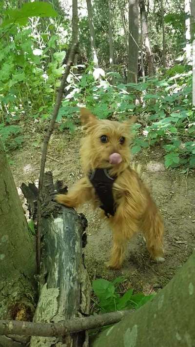 Die Dogorama Monats Challenge "Es grünt und blüht"-Beitrag-Bild