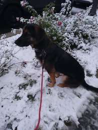 Schäferhund-Beitrag-Bild