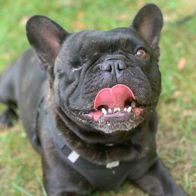 Hundetreffen-Spieltreffen-Bild