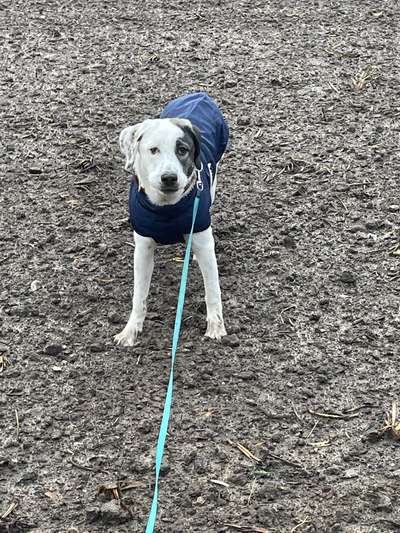 Hundetreffen-Raya sucht Ruhige Begegnungen um die Welt zu entdecken-Bild