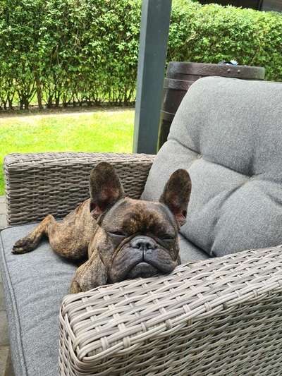 Französische Bulldoggen-Beitrag-Bild