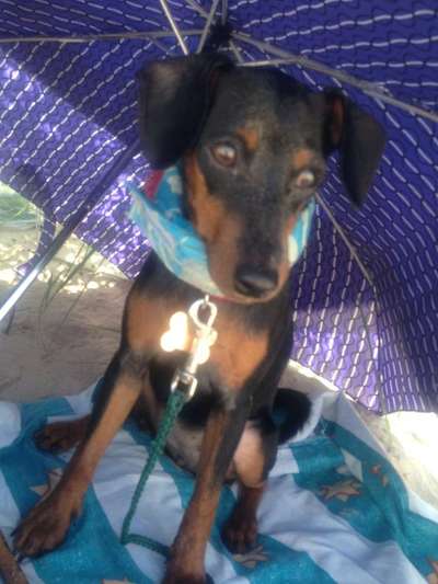 Hund abgegeben, weil Urlaub anstand? Leider kein Witz 😳-Beitrag-Bild