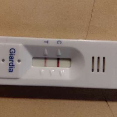 Hilfe bei Ergebnisdeitung Giardientest-Beitrag-Bild