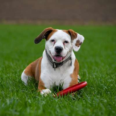 Titelbild Gruppe Labroxar / Boxador