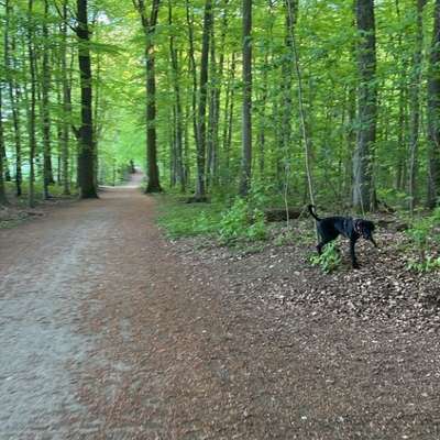 Hundeauslaufgebiet-Wald hinterm Zoo-Bild