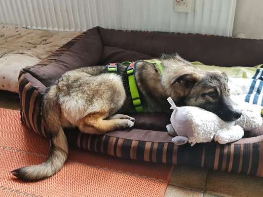 TierschutzhundeStammtisch🐕-Beitrag-Bild