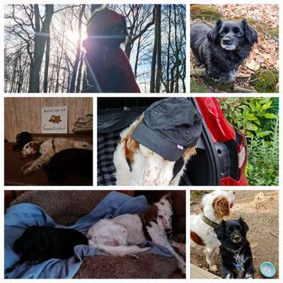 TierschutzhundeStammtisch🐕-Beitrag-Bild