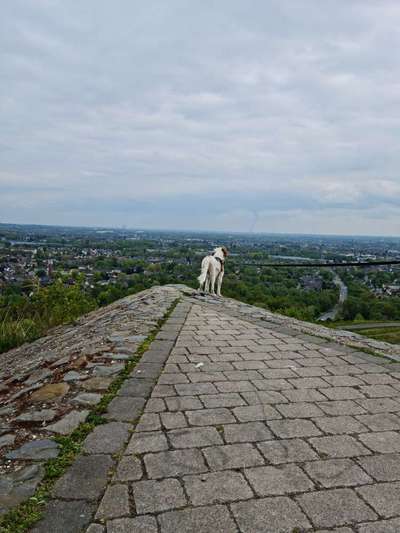 Dogorama Photo Challenge - Steine/Felsen-Beitrag-Bild