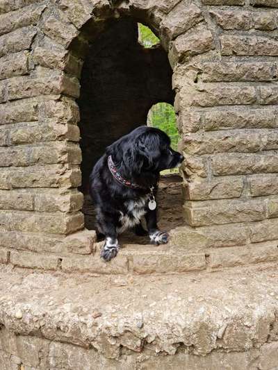 Dogorama Photo Challenge - Steine/Felsen-Beitrag-Bild