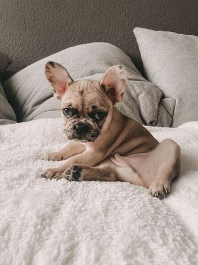 Welpen Bilder !-Beitrag-Bild