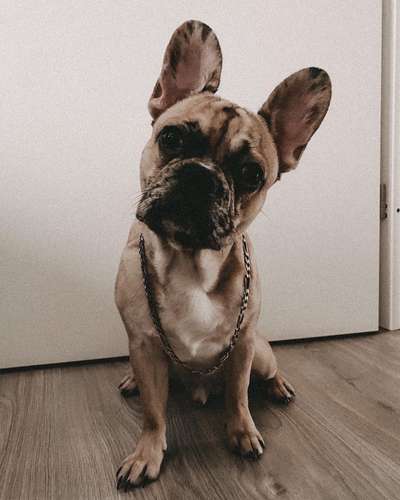 Dogorama Photo Challenge - Hundeblick zum hinschmelzen-Beitrag-Bild