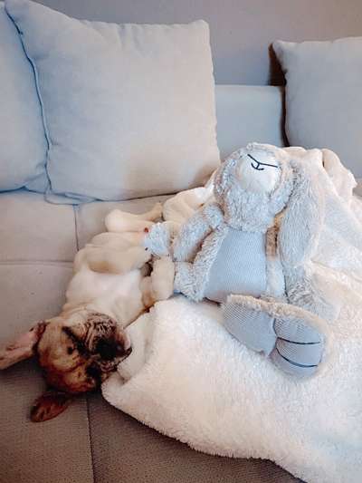 Der Lieblingsplüschi eures Vierbeiners-Beitrag-Bild