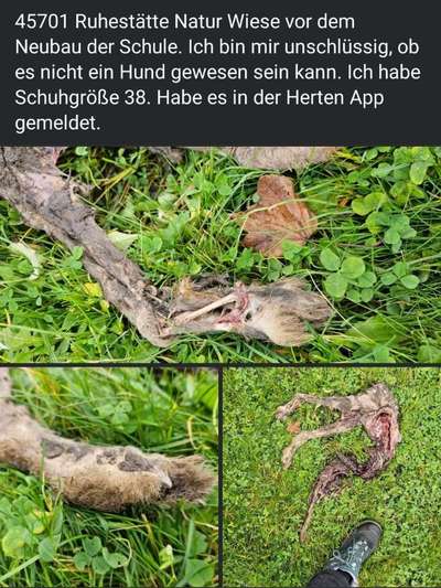 Giftköder-Kadaver auf Wiese-Bild