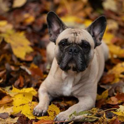 Hundetreffen-Spaziergang oder neue Umgebungen erkunden-Bild