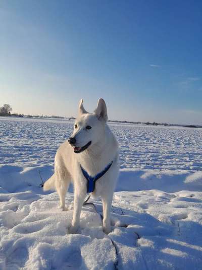 Hundetreffen-Gassi Freund-Bild