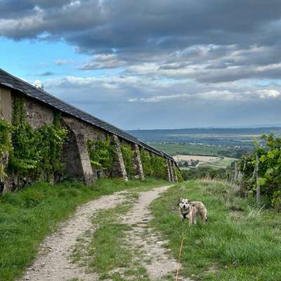 Hundetreffen-Schleppleinen Spaziergänge-Bild
