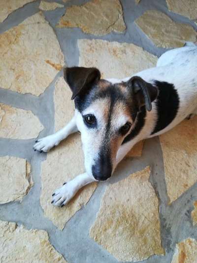 Die Dogorama Kalender Challenge 4/4-Beitrag-Bild