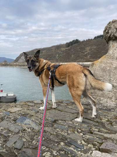 Auslandstierschutz-Beitrag-Bild