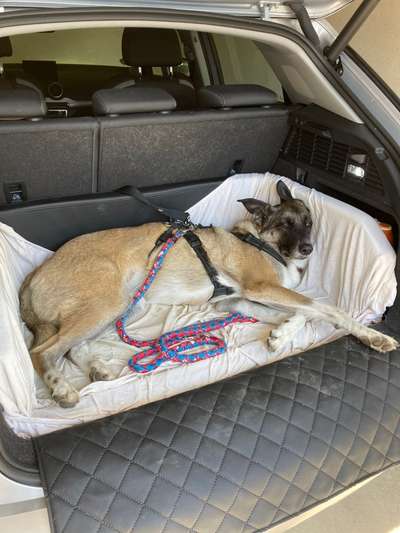 Die Dogorama Wochen Challenge-Beitrag-Bild