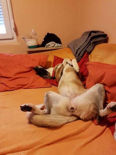 Die Dogorama Wochen Challenge-Beitrag-Bild