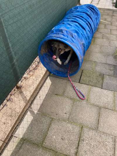 Fotochallenge Nr. 59 - Mein Hund zeigt die Zunge-Beitrag-Bild