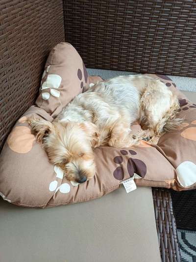 FOTO-Challenge  NR. 91: Die pure Entspannung-Beitrag-Bild