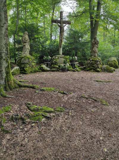 Hundeauslaufgebiet-Hösbacher Wald am Springbrunnen-Bild